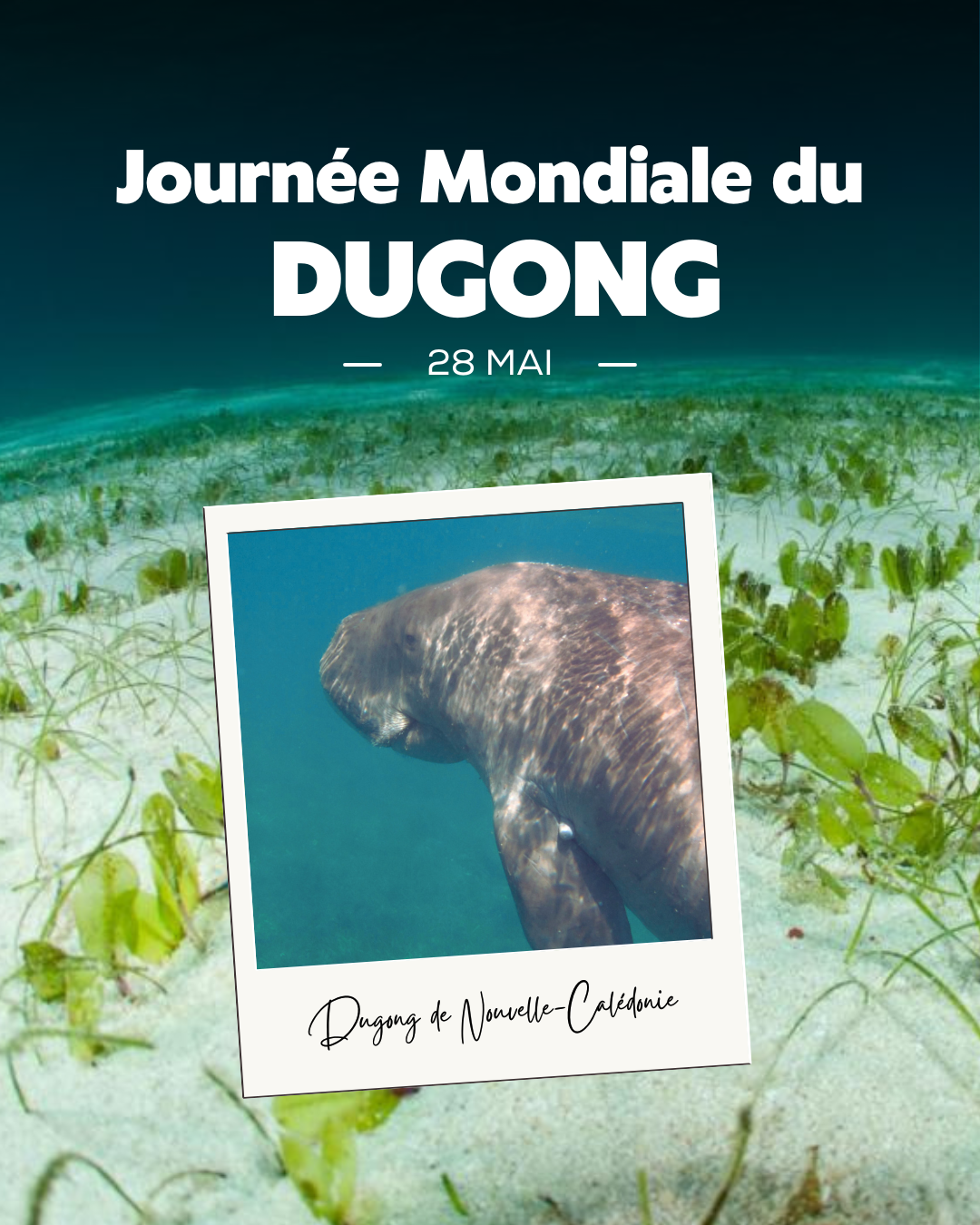 Journée mondiale du dugong