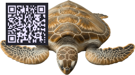 jeu tortue