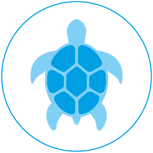 les tortues marines 2018